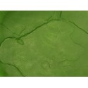 Small texture Slate