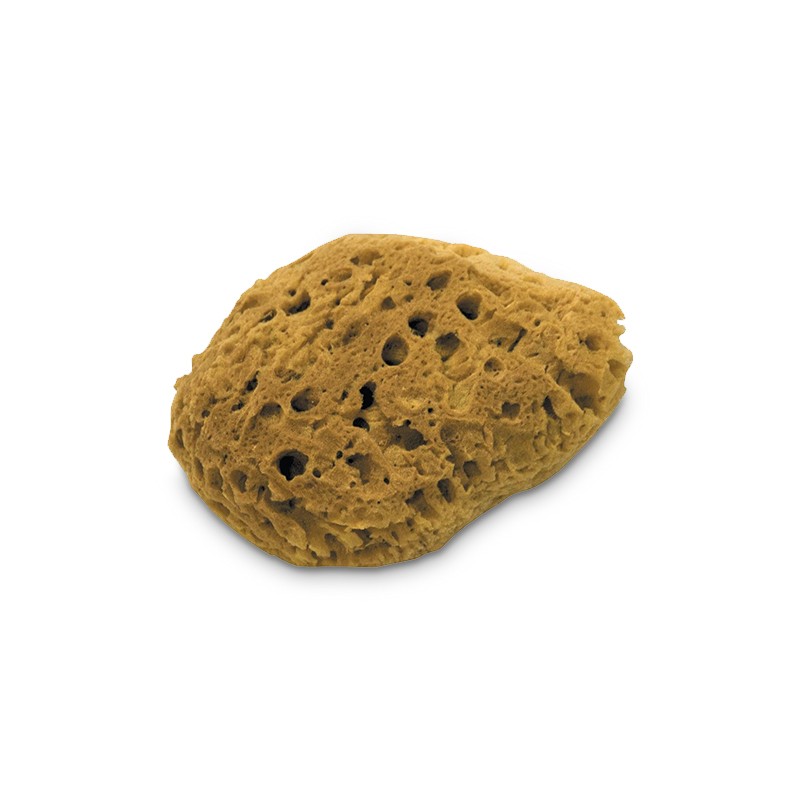 Sea sponge